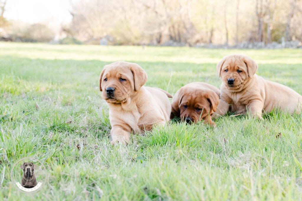 En. Labrador Retriever puppies playing on the grass in Massachusetts.