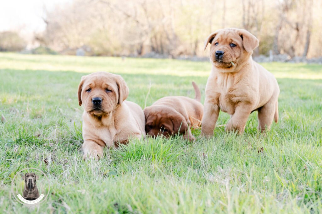 Young Labrador puppies playing outdoors in green field.
