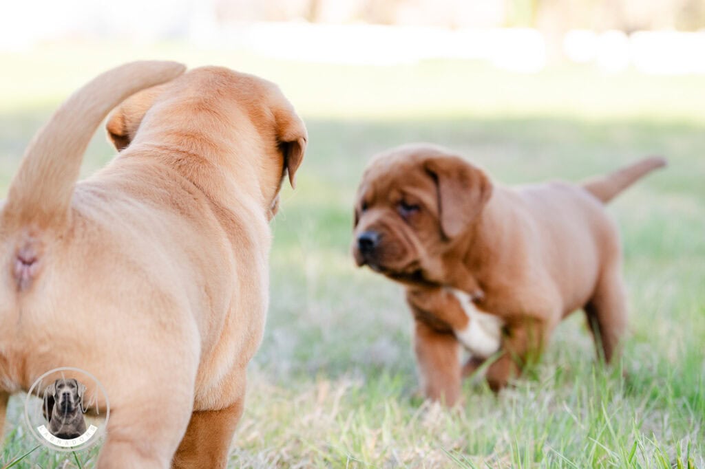 Adorable Labrador Retriever puppies playing outdoors in Massachusetts.