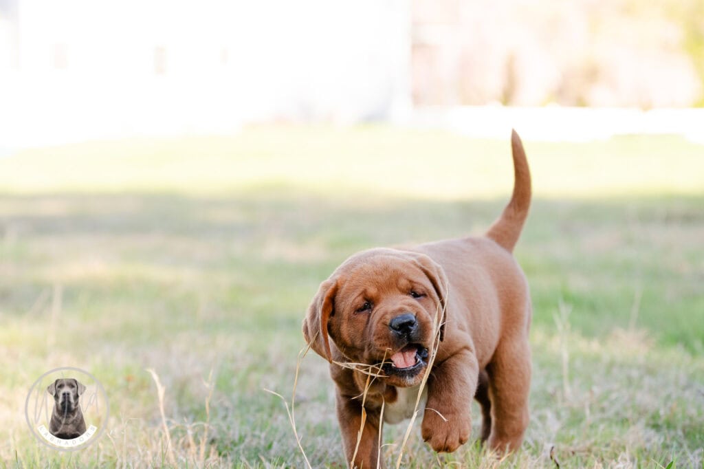 Adorable Labrador Retriever puppy with a stick in its mouth in a grassy field.
