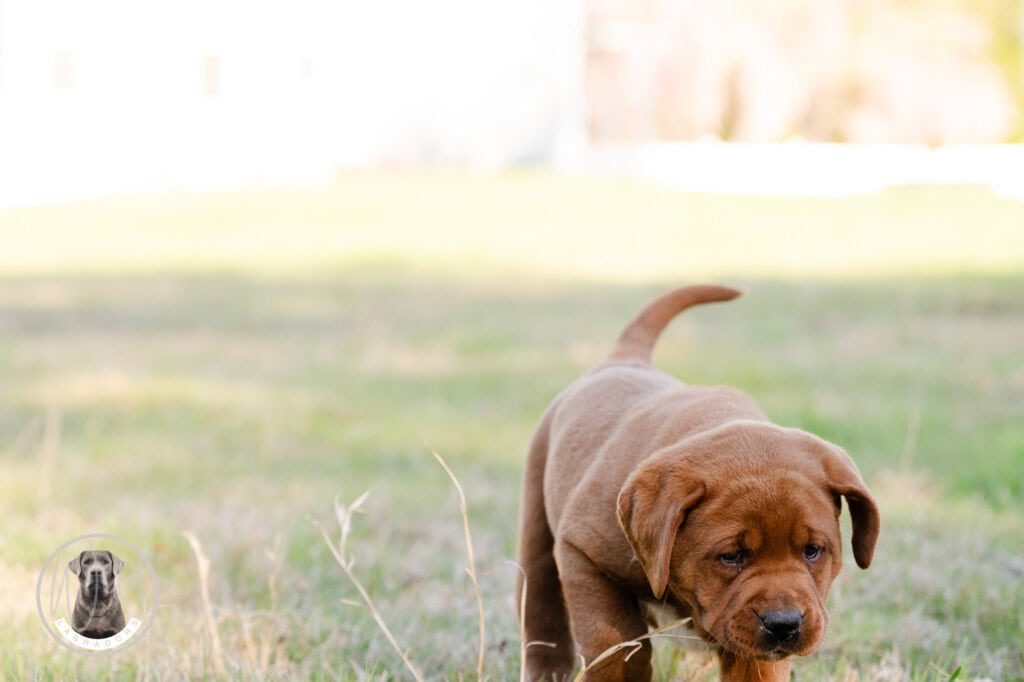 Adorable brown Labrador puppy playing outdoors in Massachusetts grass.
