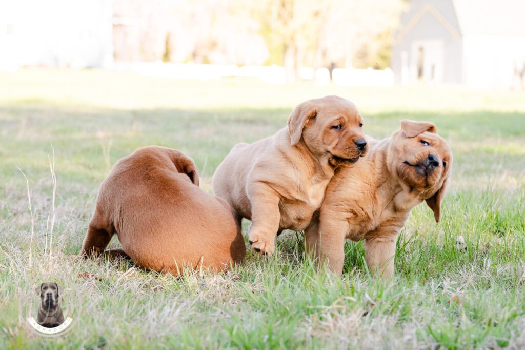 Adorable Labrador Retriever puppies playing outdoors in Massachusetts.
