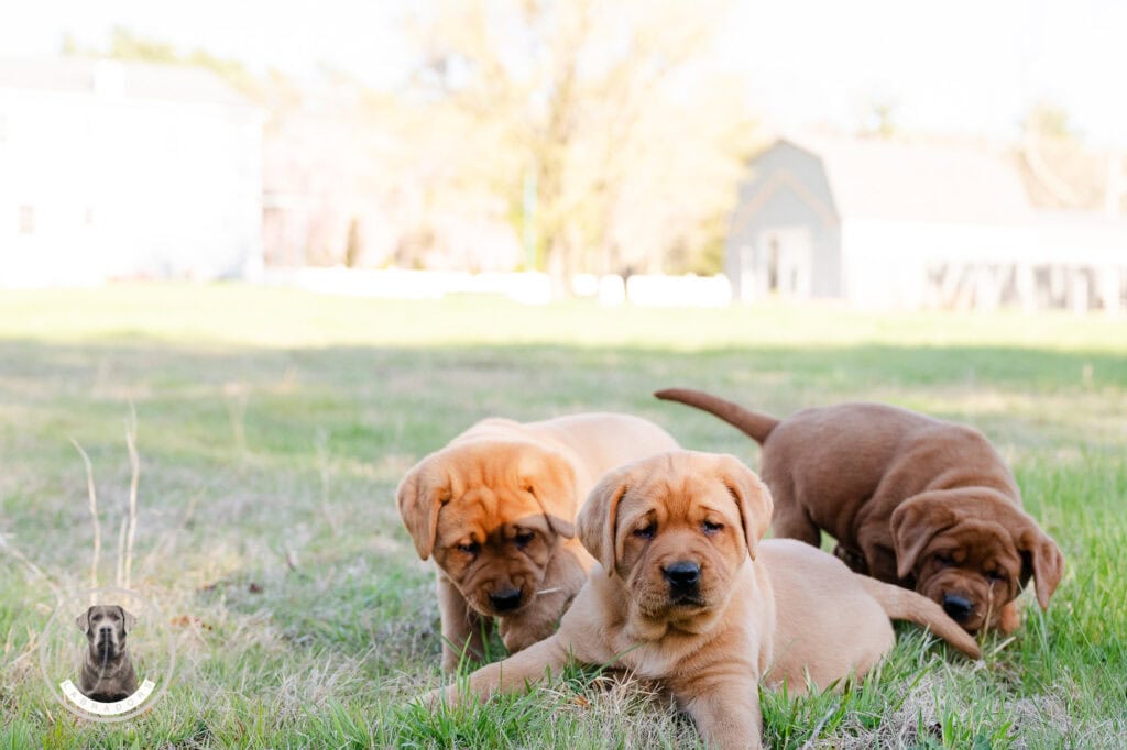 Adorable Labrador puppies playing outdoors in Massachusetts.