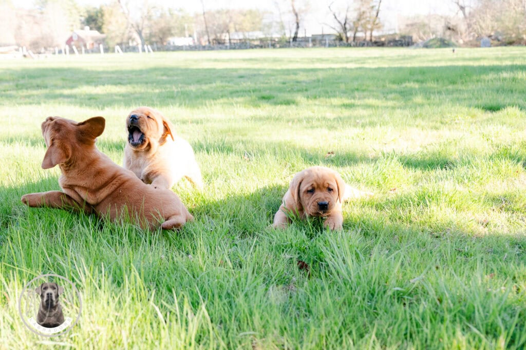 Adorable Labrador Retriever puppies in a lush green field in Massachusetts.