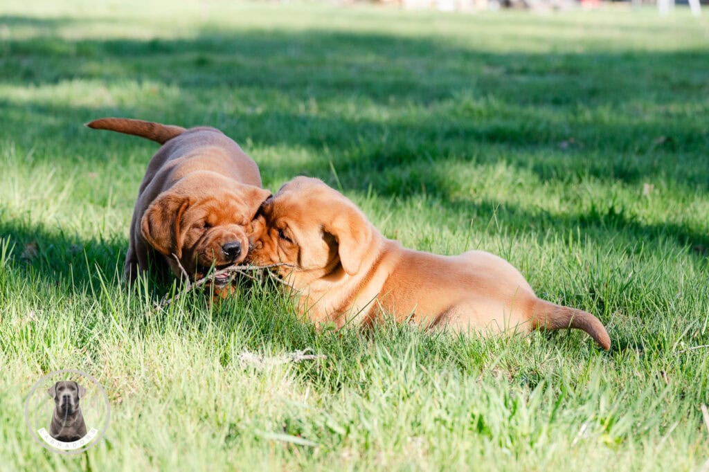 Adorable Labrador puppies playing and cuddling on lush green grass in Massachusetts. Perfect for dog.