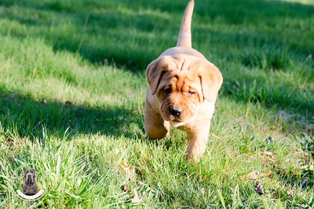 En. Labrador Retriever puppy exploring grassy field in Massachusetts, showcasing playful and energet.