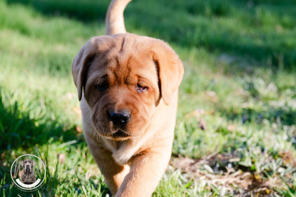 Adorable Labrador puppy walking on green grass in Massachusetts.
