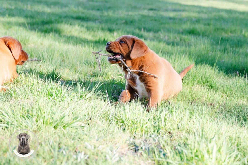 Young Labrador puppies playing outdoors on lush green grass in Massachusetts.
