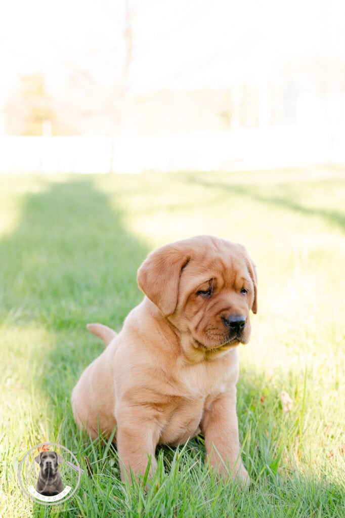 En. Young Labrador puppy sitting on lush grass in Massachusetts, showcasing playful and friendly nat.
