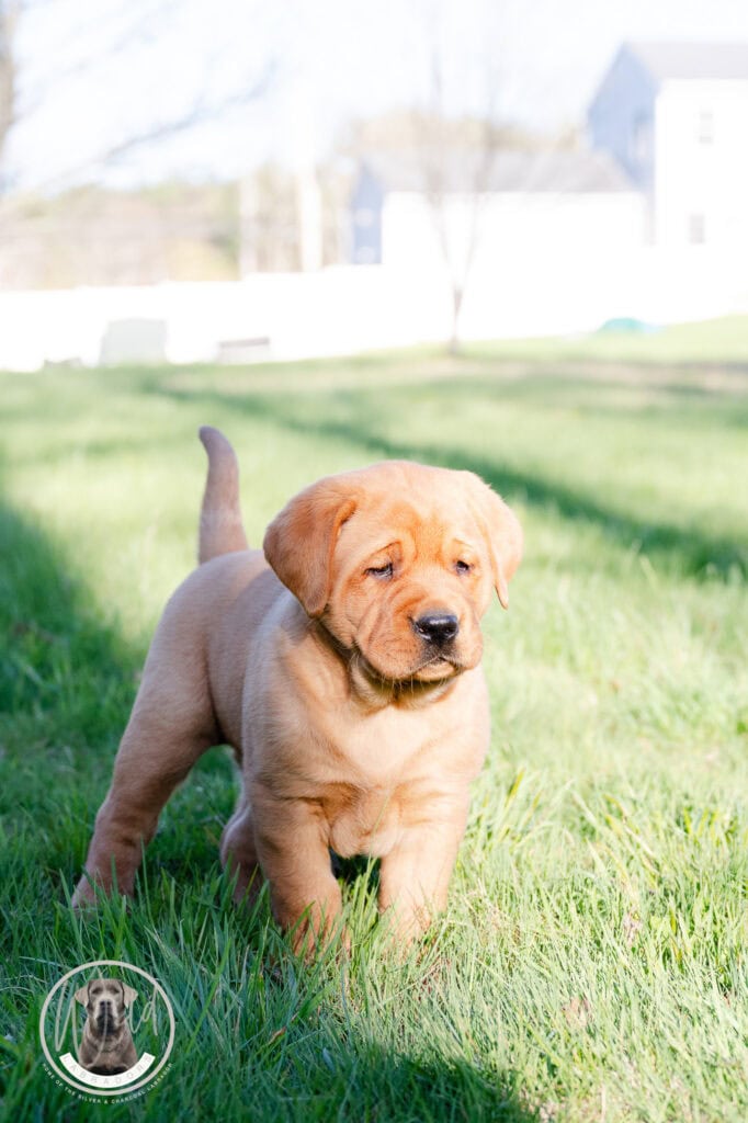 Adorable Labrador puppy playing outdoors in Massachusetts.