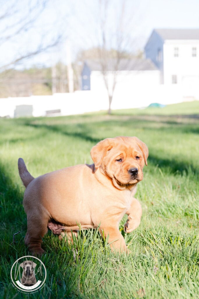 Adorable Labrador Retriever puppy playing on green grass in Massachusetts.