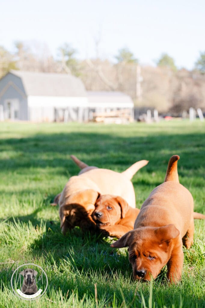 Adorable Labrador Retriever puppies frolicking on lush green grass in Massachusetts.
