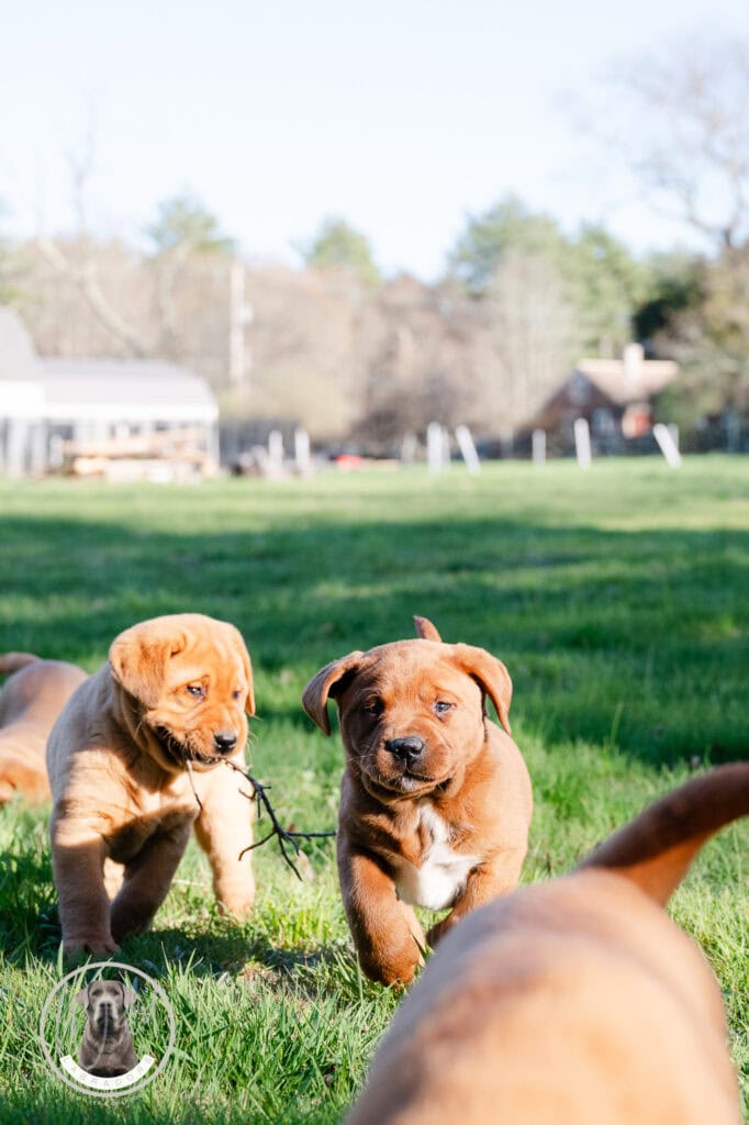 Adorable Labrador puppies playing outdoors in Massachusetts' lush green field.