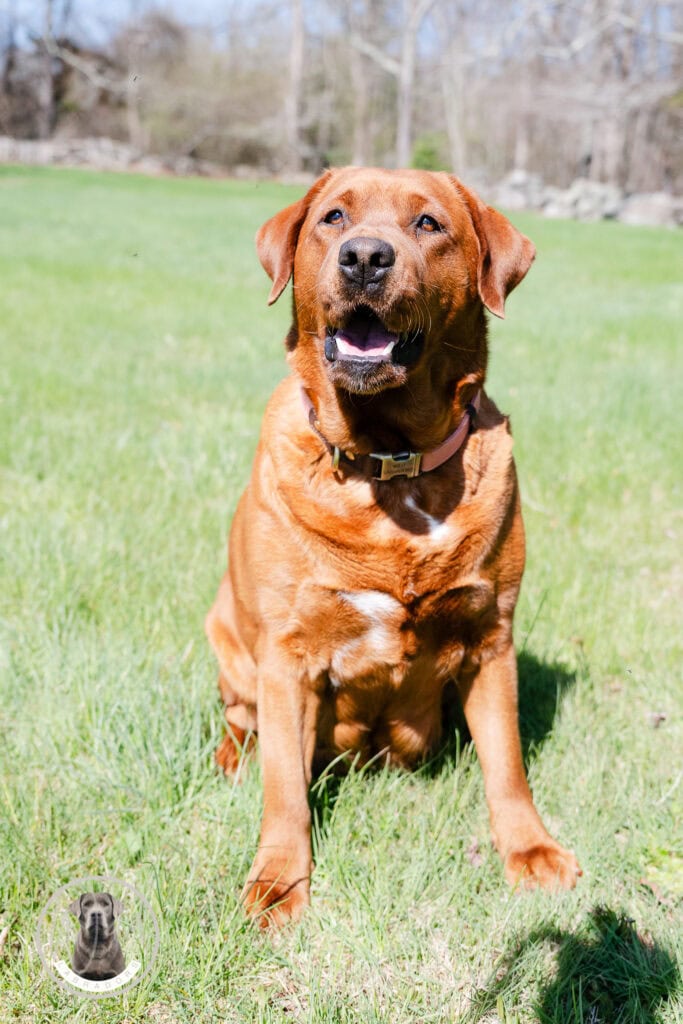 Friendly English Fox Red Labrador retriever sitting on green grass in Massachusetts.
