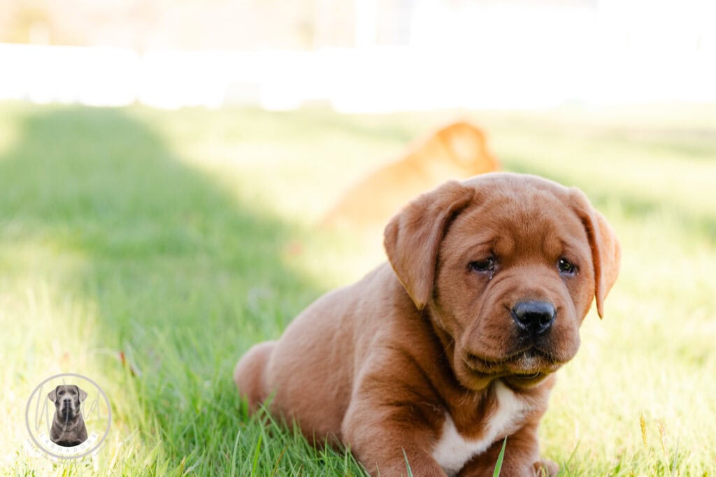 Adorable Labrador Retriever puppy lying on green grass in Massachusetts.