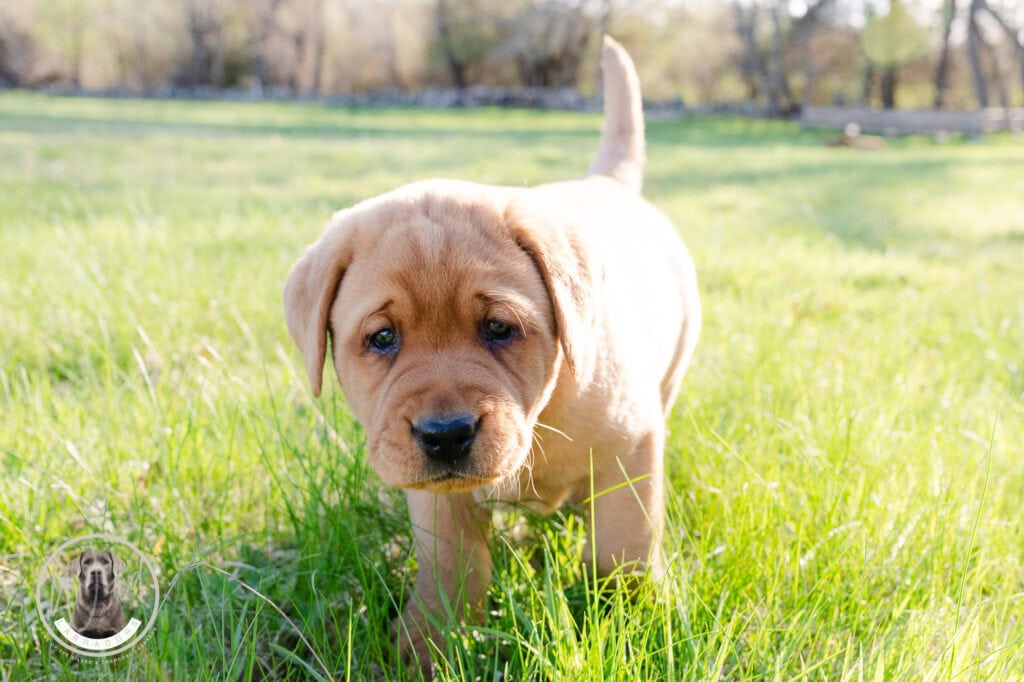 Adorable Labrador puppy exploring lush green grass in Massachusetts.