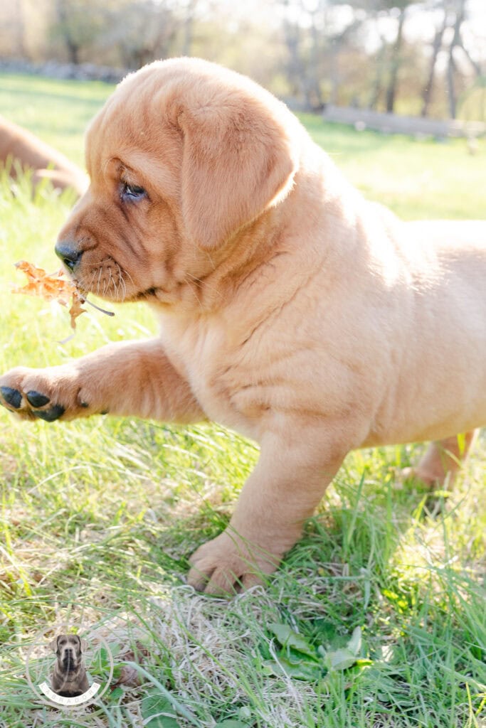 Golden Labrador puppy playing outdoors in Massachusetts, exploring nature and grass.