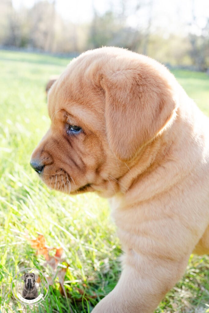 Adorable Golden Labrador puppy with soft fur and bright eyes in a lush green field in Massachusetts.