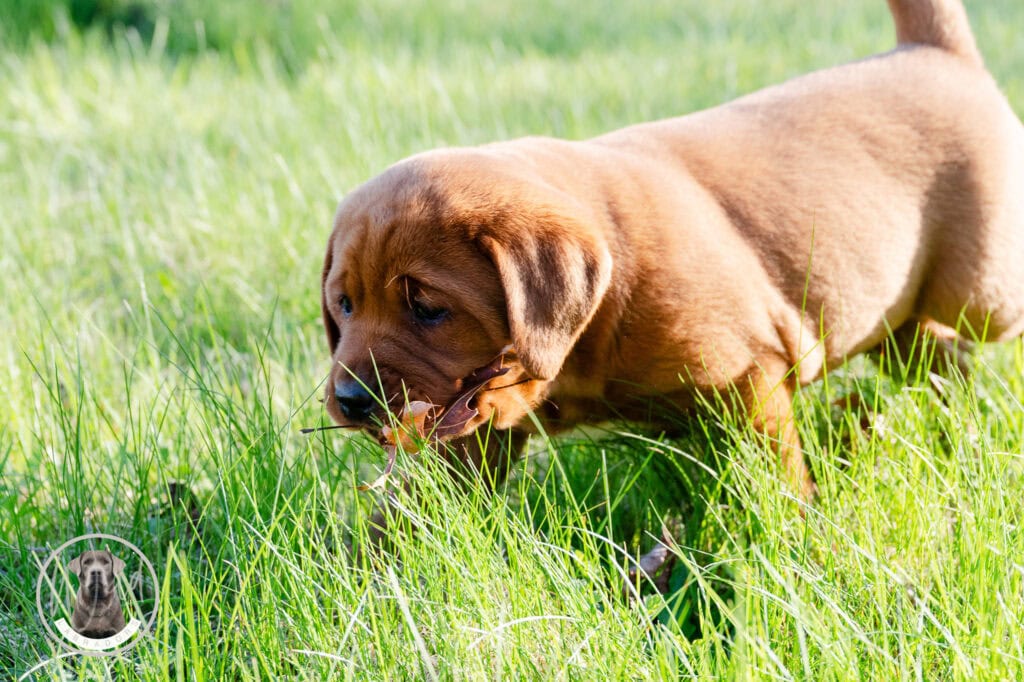 Adorable Labrador puppy exploring lush green grass in Massachusetts.