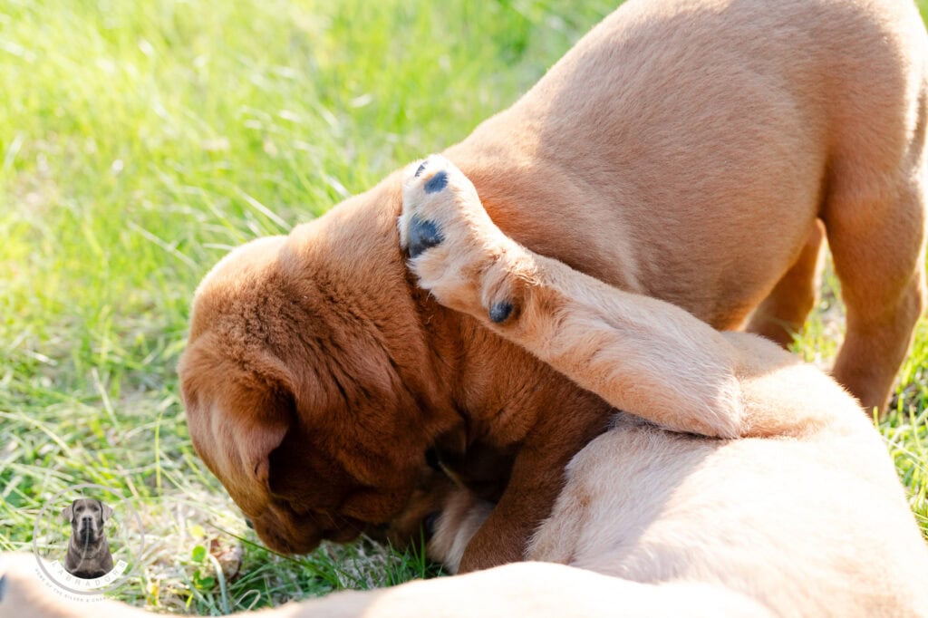 Adorable Labrador puppies playing outdoors in Massachusetts grass.