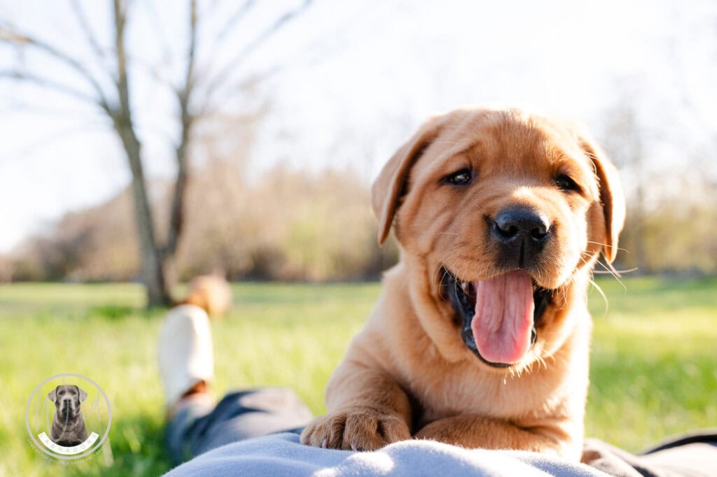 Happy Labrador puppy lying on grass in Massachusetts park.