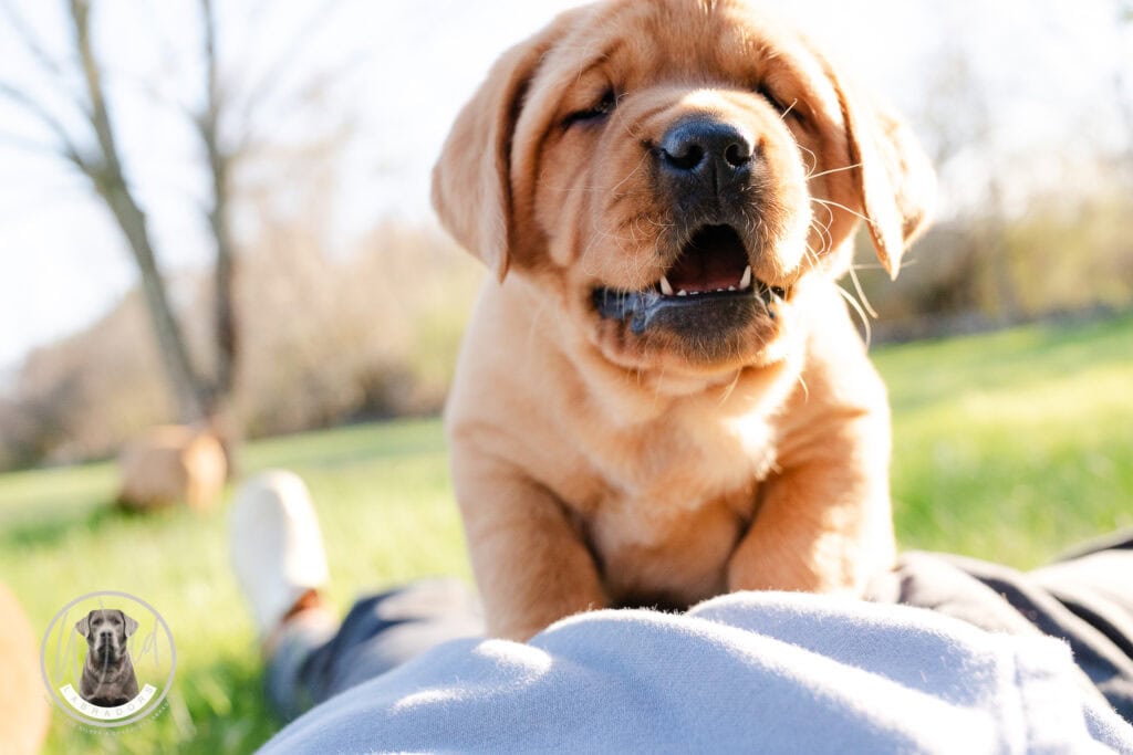 Adorable Labrador puppy playing outdoors in Massachusetts.