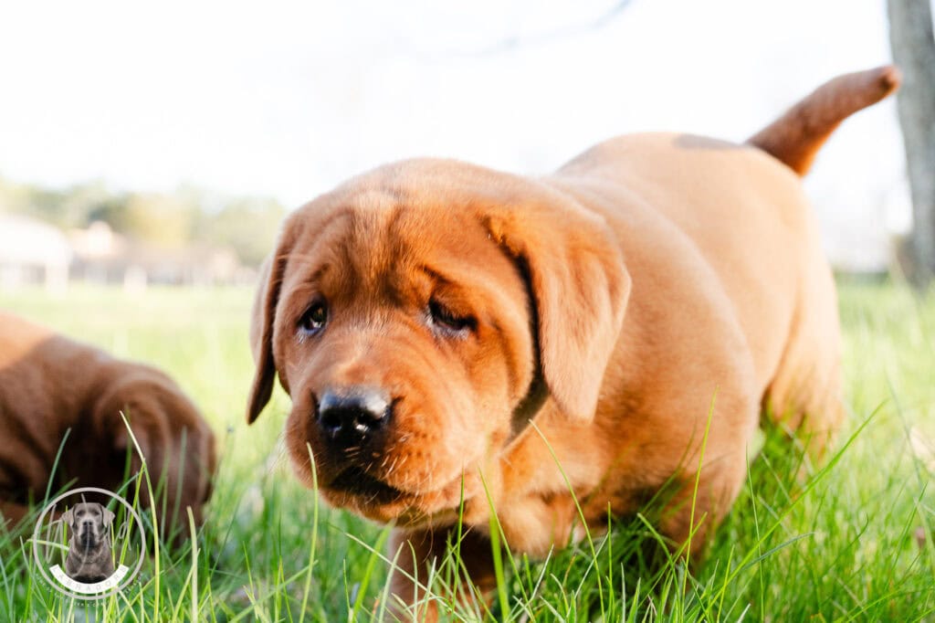 Adorable Labrador Retriever puppy in lush green field, perfect for dog lovers.