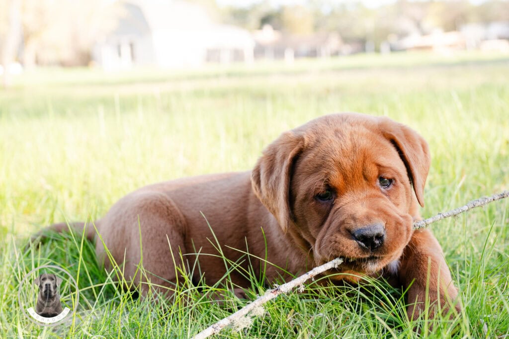 Adorable Labrador Retriever puppy lying on green grass, chewing a stick outdoors in Massachusetts.