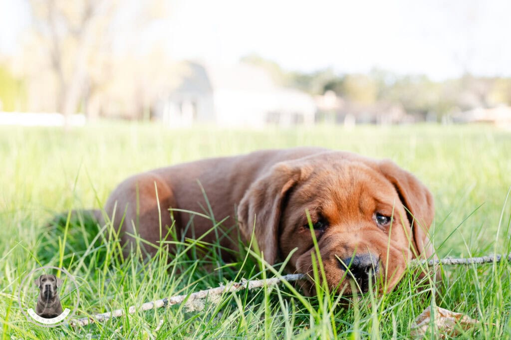 Labrador puppy lying in green grass in Massachusetts, showcasing playful and adorable behavior.