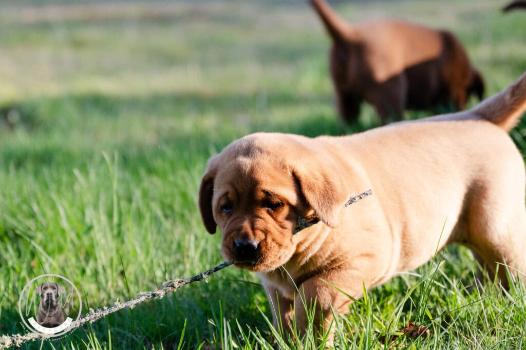 Adorable Labrador Retriever puppy pulling on a leash in a lush green field in Massachusetts.