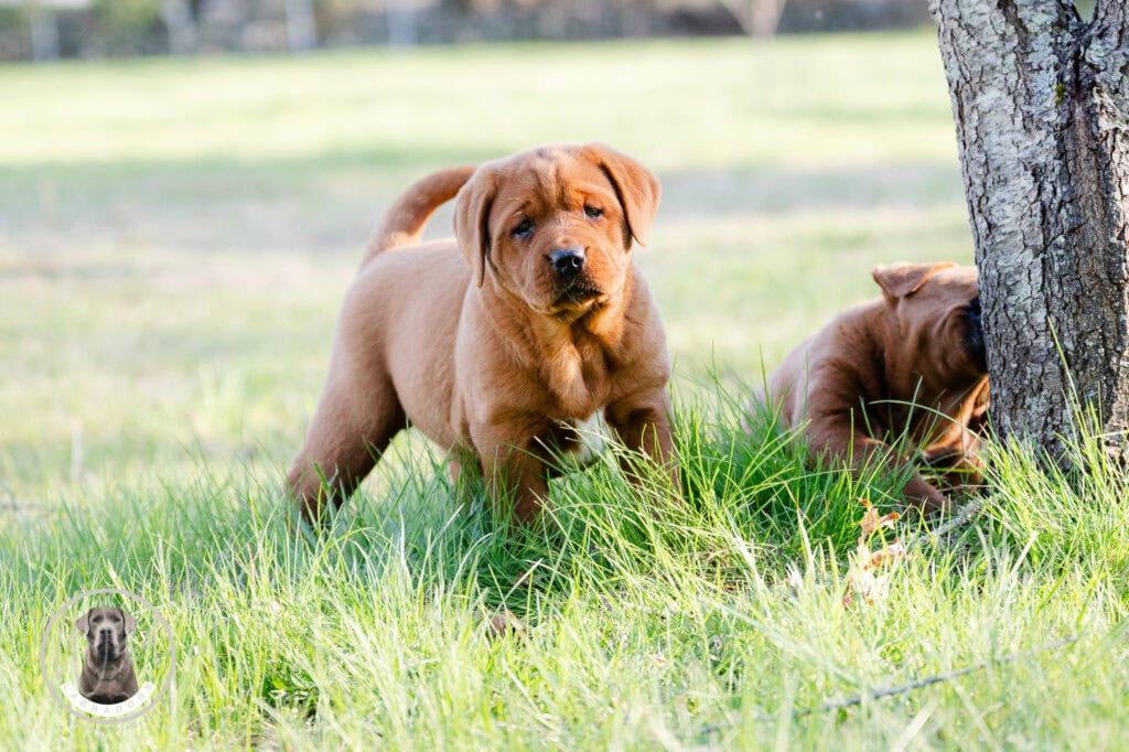 Adorable Labrador puppies playing outdoors in Massachusetts grass.