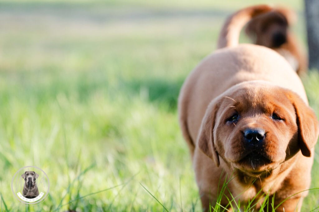 En. Adorable Labrador puppy playing outdoors in Massachusetts.