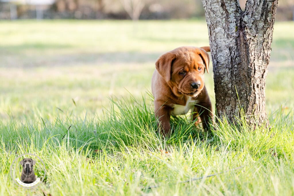 Labrador puppy exploring grassy area near a tree in Massachusetts.