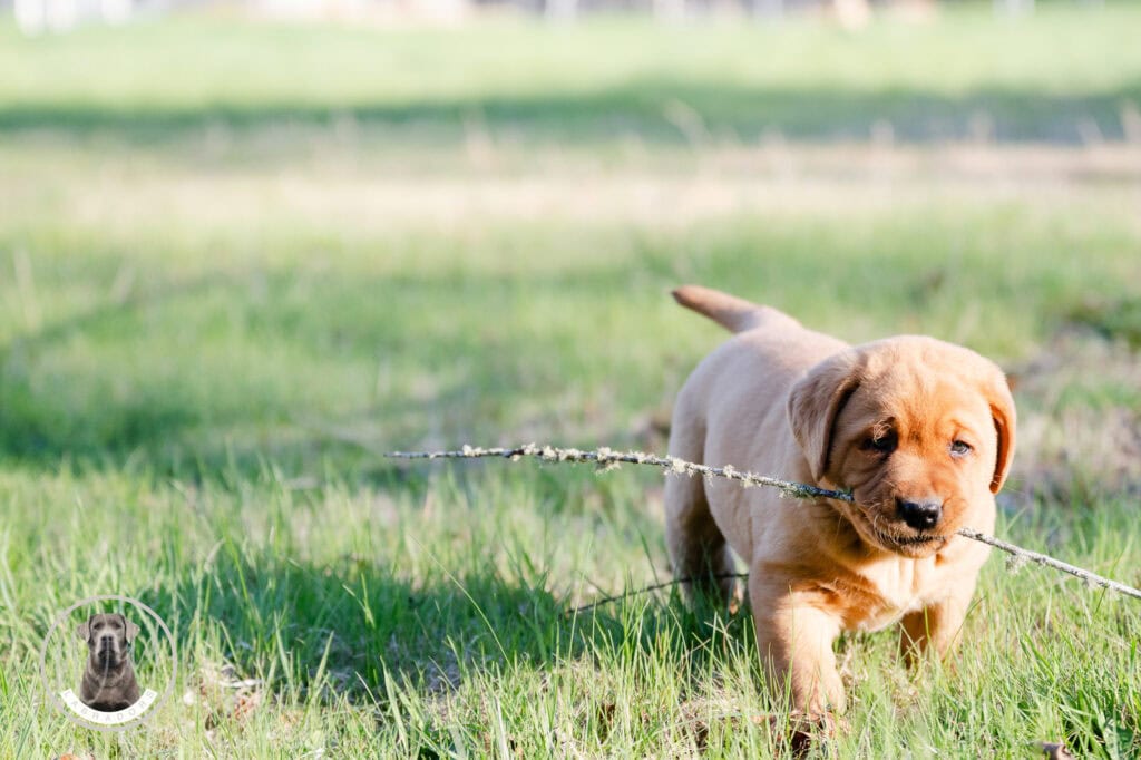 Golden Labrador puppy playing with a stick in a lush green field in Massachusetts.