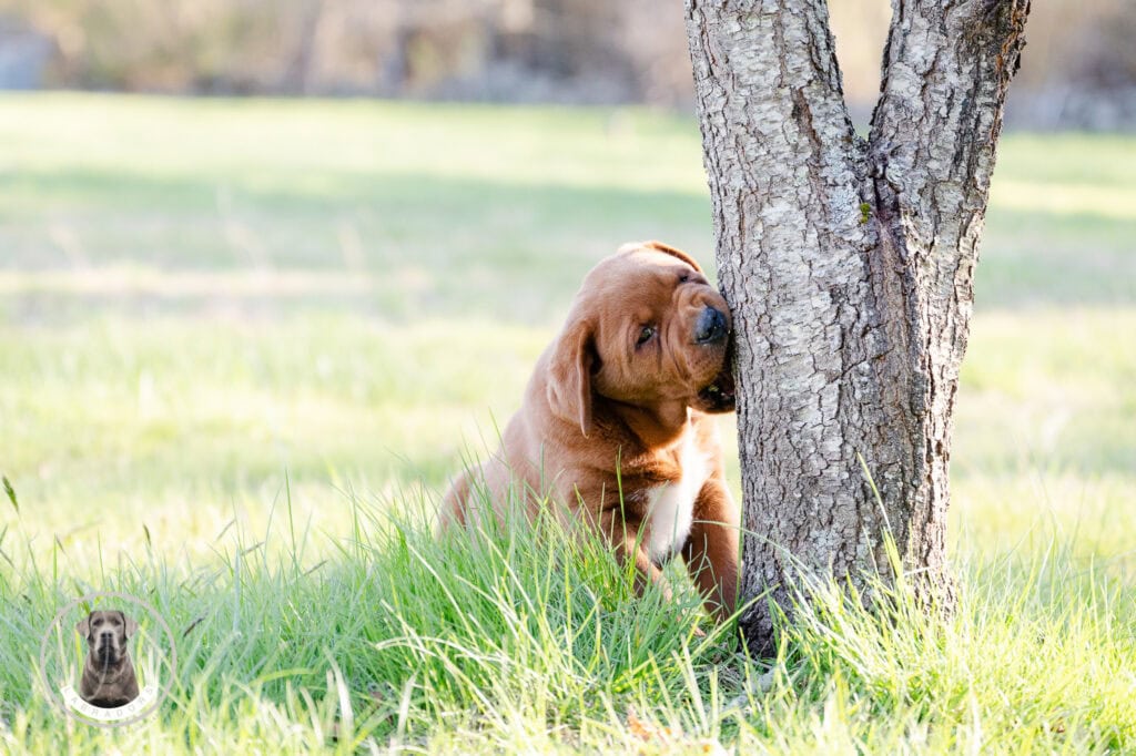 En. Labrador puppy resting by a tree in a lush green field in Massachusetts, showcasing playful and.