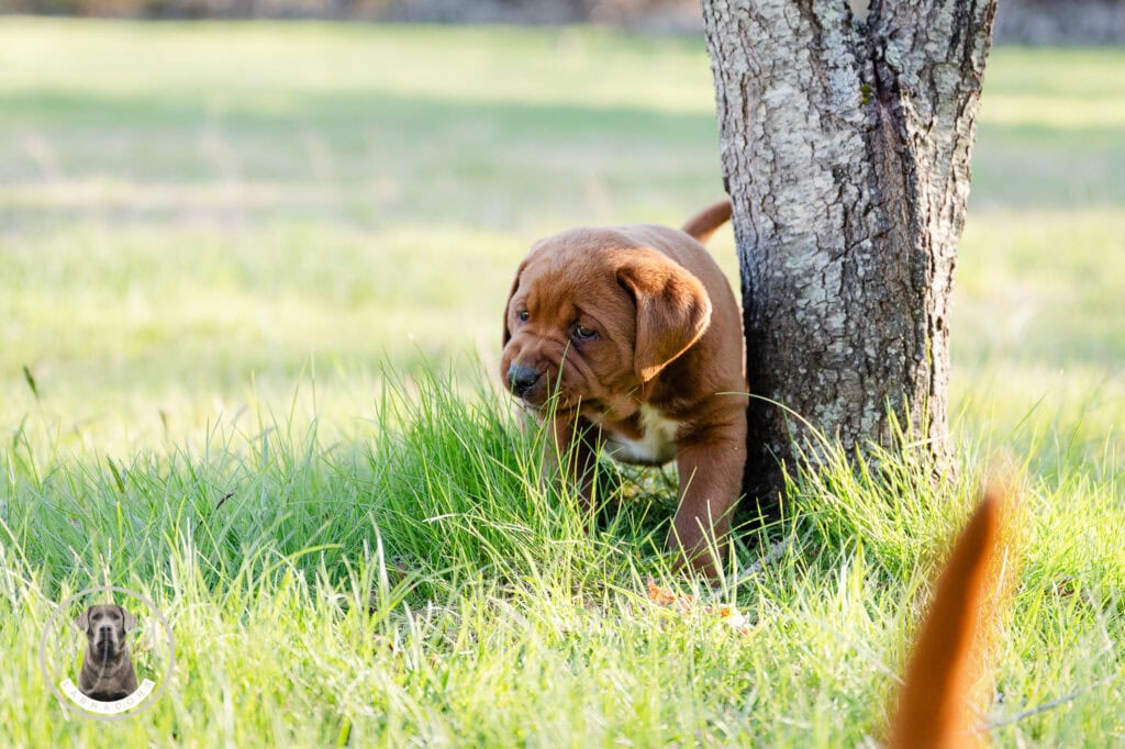 Adorable Labrador puppy exploring outdoors near a tree in Massachusetts.