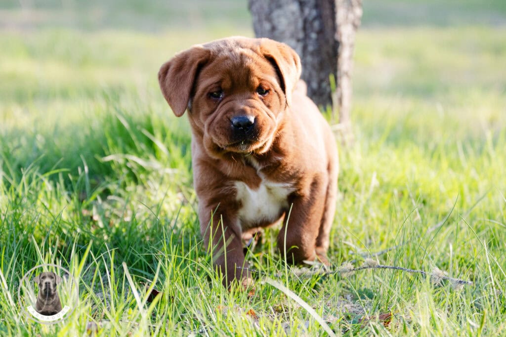 En. Young Wild Labrador retriever puppy exploring lush green grass in Massachusetts.