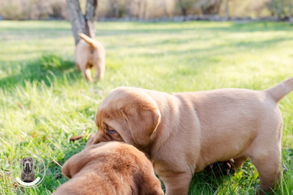 Labrador Retriever puppies playing outdoors in Massachusetts, showcasing their playful nature and ad.