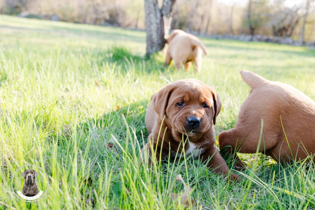 Adorable Labrador puppies playing outdoors in lush green field in Massachusetts.