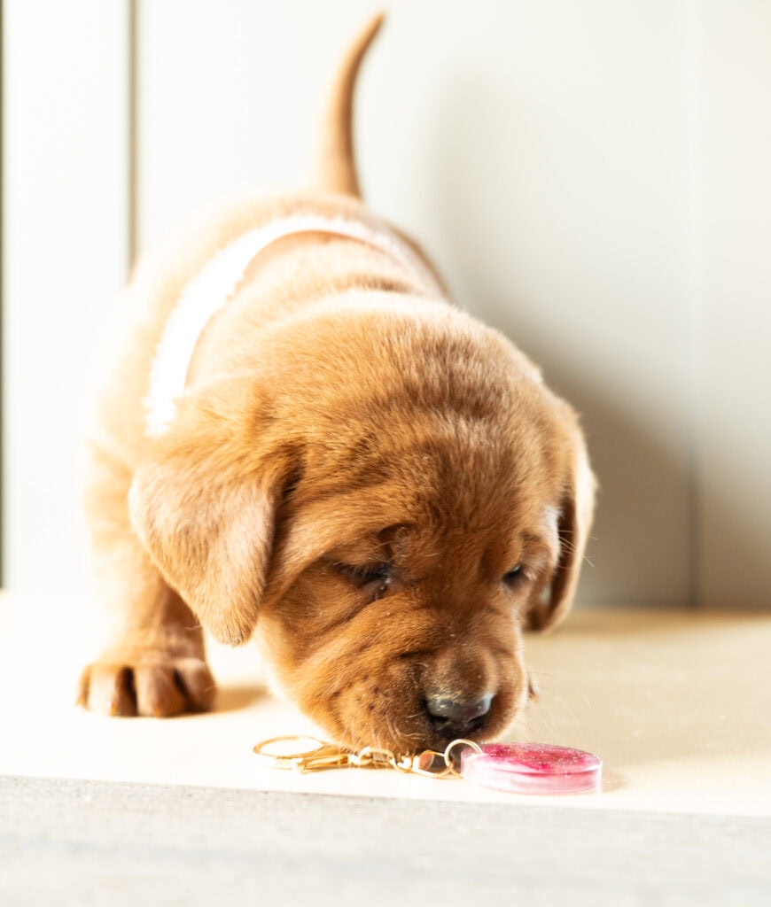 Golden Labrador puppy playing with a pink toy on a light-colored floor in Massachusetts.
