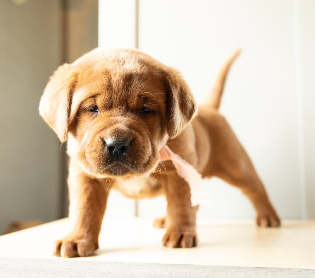 Golden Labrador Retriever puppy from Wild Labradors in Massachusetts, adorable and playful.