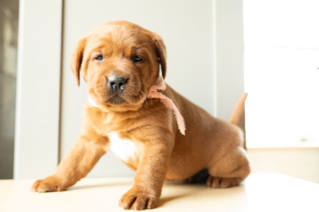 A dog breeder's Labrador puppy sitting indoors in Massachusetts.