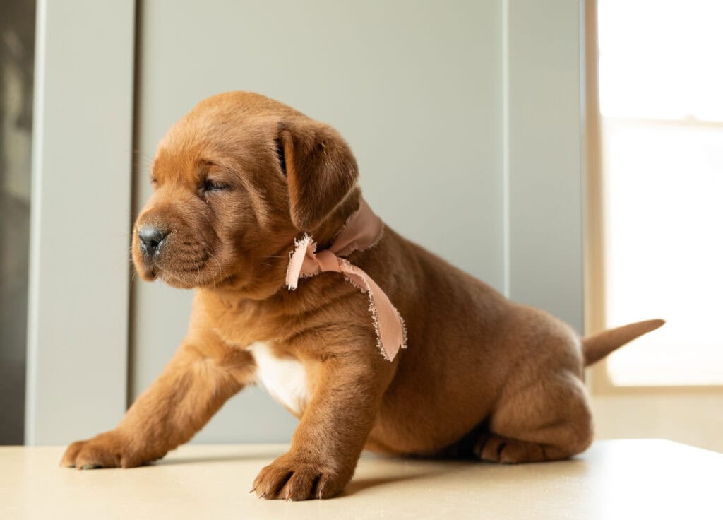 Adorable brown Labrador puppy with pink ribbon in Massachusetts home.