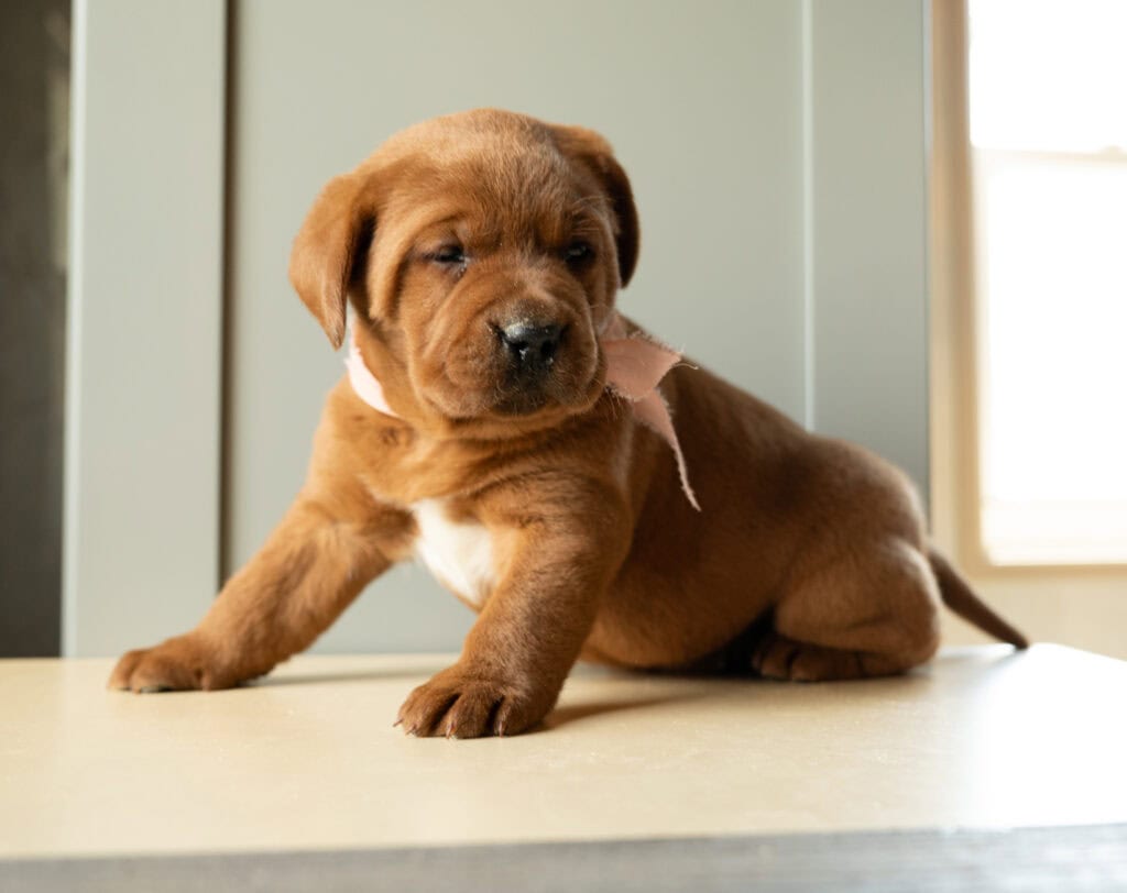 Adorable Labrador puppy from Wild Labradors in Massachusetts, sitting indoors.