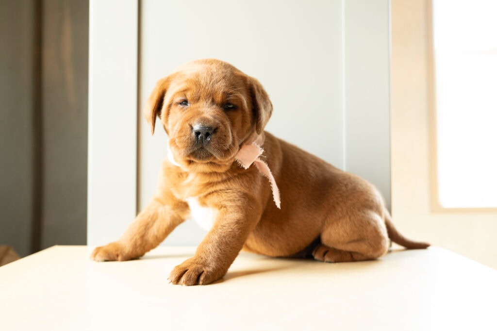 Adorable Labrador puppy from Wild Labradors in Massachusetts, sitting indoors.