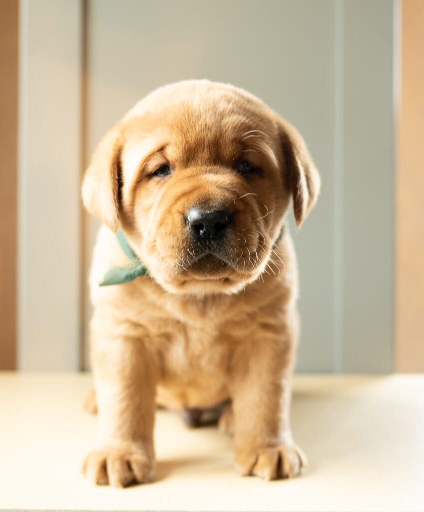 Golden Labrador Retriever puppy from Wild Labradors in Massachusetts, adorable and playful.