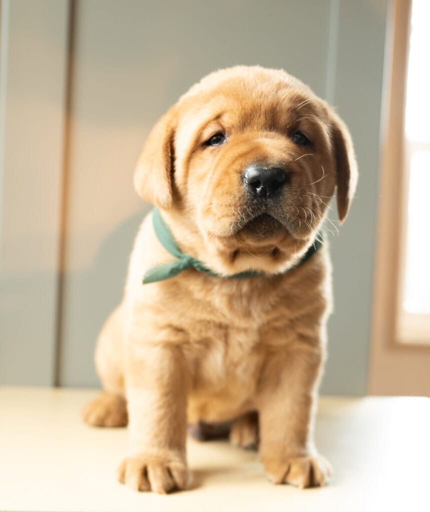 Labrador Retriever puppy from Wild Labradors in Massachusetts, adorable and healthy with a green col.