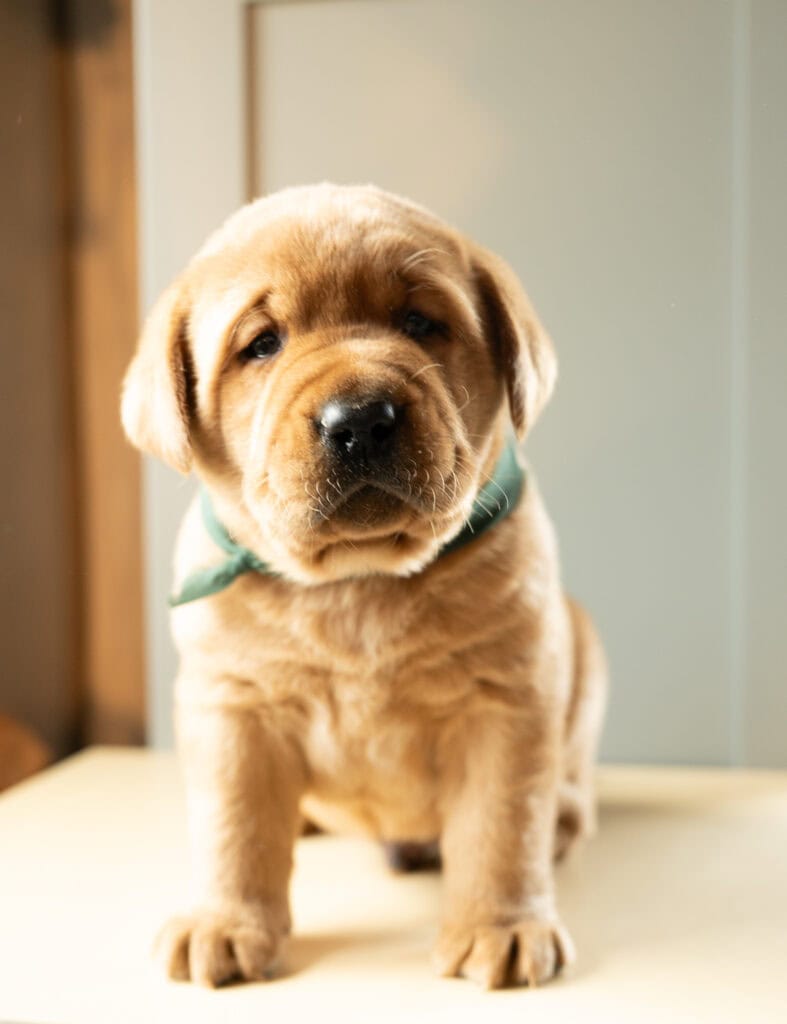 Adorable Labrador puppy from Wild Labradors in Massachusetts, perfect for dog lovers.