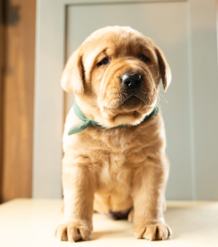 Labrador Retriever puppy from Wild Labradors in Massachusetts, adorable and playful dog for families.