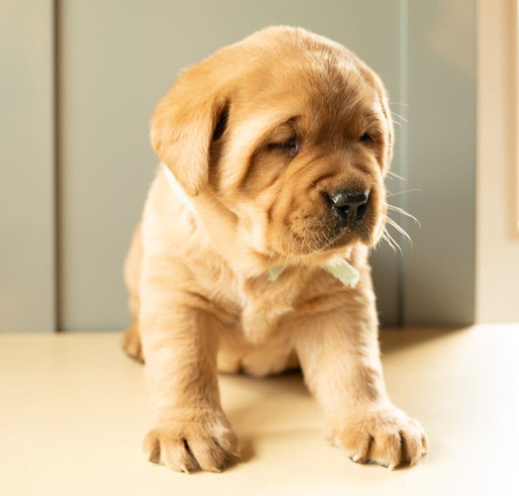 Labrador Retriever puppy from Wild Labradors in Massachusetts, adorable and playful.
